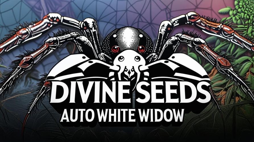 Widow Collection #2. Week 4