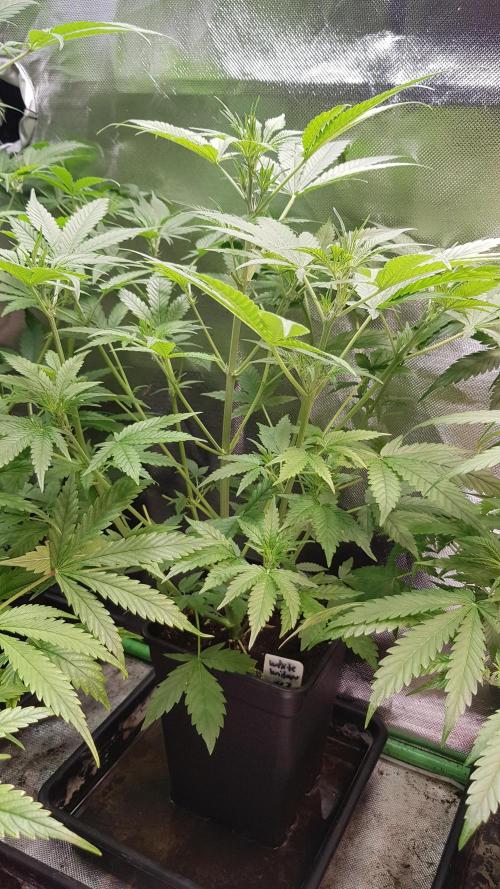 Widow Collection #2. Week 4