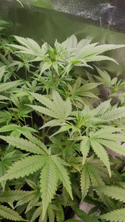 Widow Collection #2. Week 4