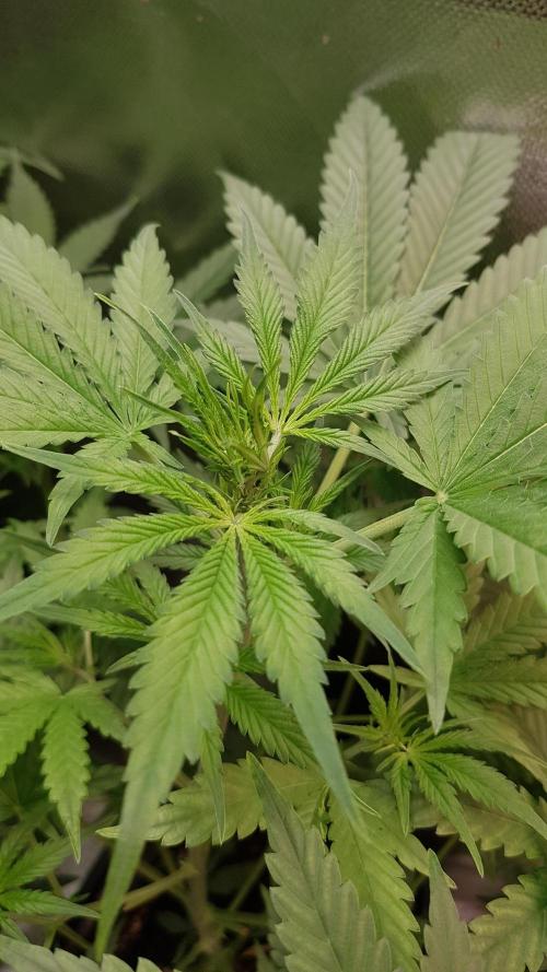 Widow Collection #2. Week 4