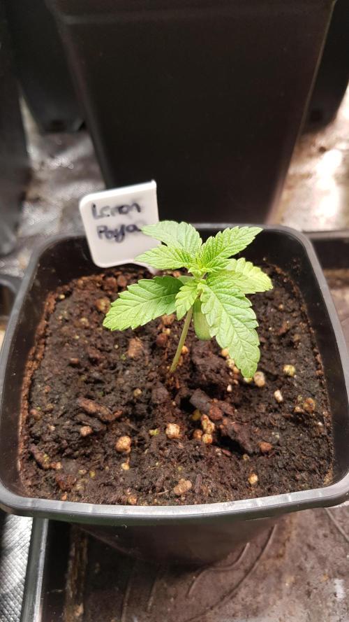 Fruity Fusion. Week 2