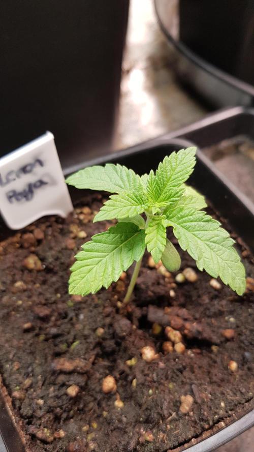 Fruity Fusion. Week 2