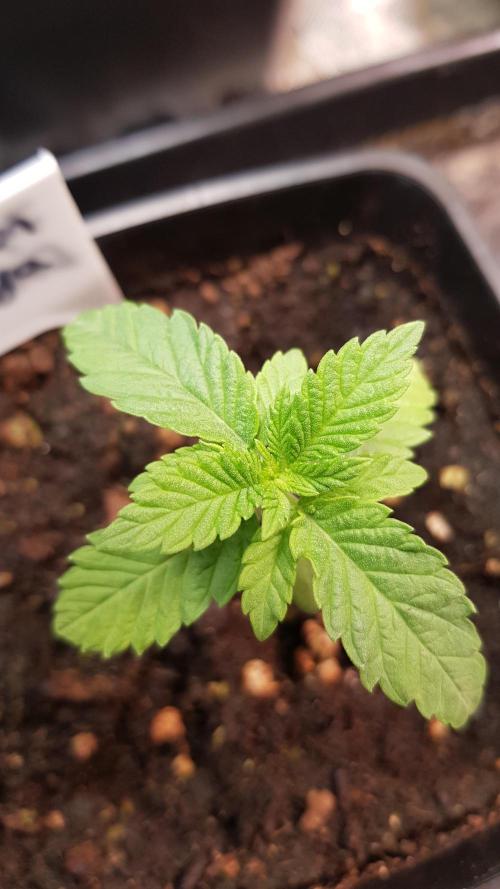 Fruity Fusion. Week 2