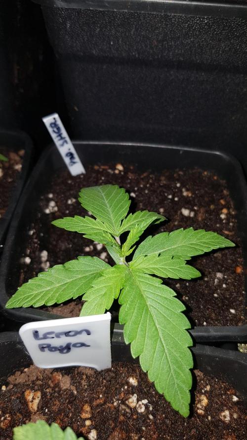 Sherbet with Paya. Week 2