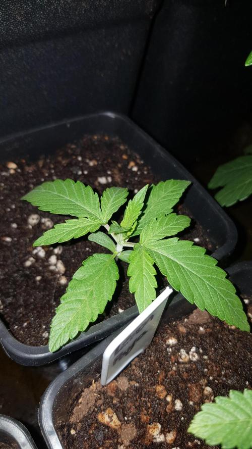 Sherbet with Paya. Week 2