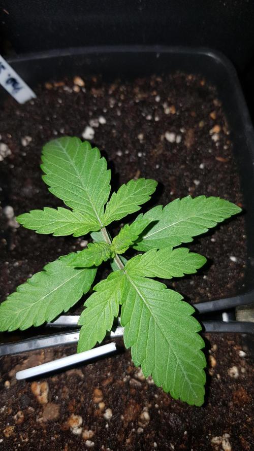 Sherbet with Paya. Week 2