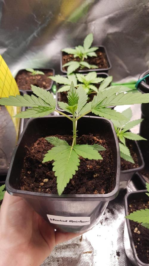 Rainbow Dreams. Week 2