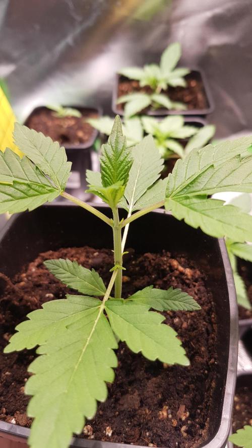 Rainbow Dreams. Week 2