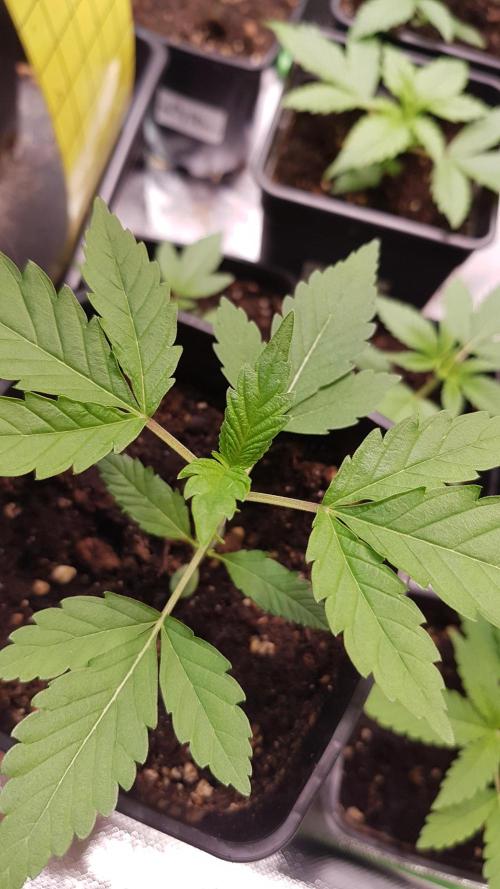 Rainbow Dreams. Week 2