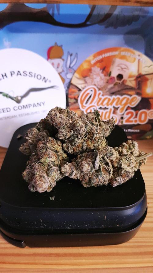 Dutch Passion Competition. Week 20