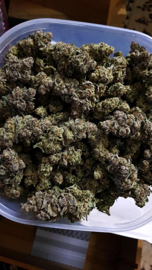 Dutch Passion Competition. Week 20