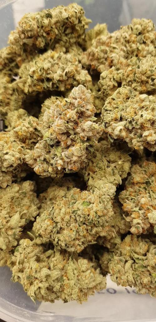 Dutch Passion Competition