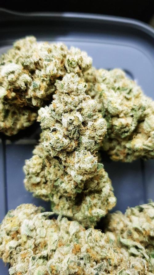 Dutch Passion Competition. Week 21