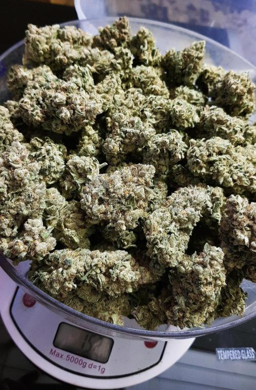 Dutch Passion Competition. Week 21