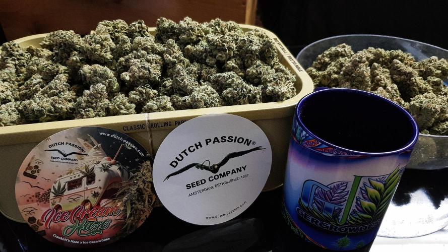 Dutch Passion Competition. Week 21