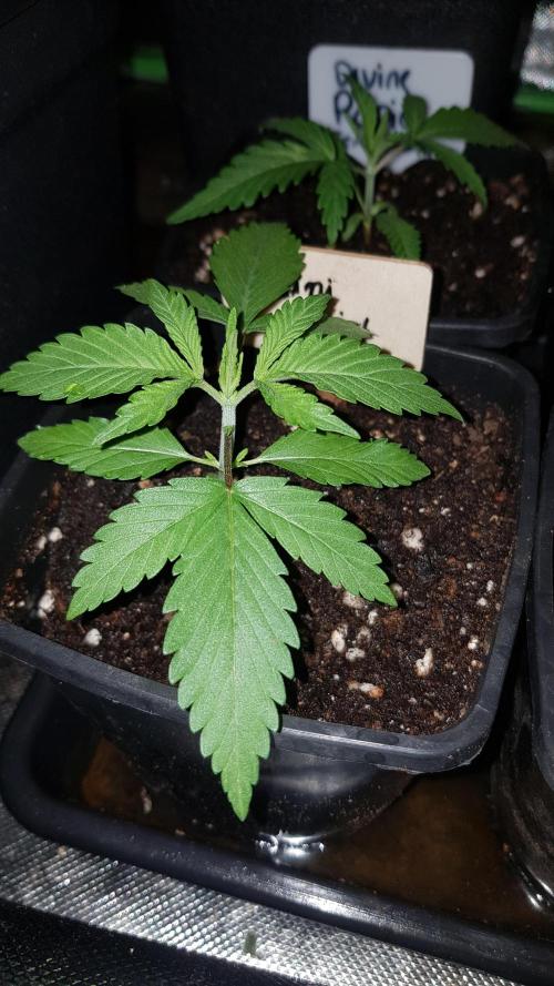 Expedition Asia. Week 2