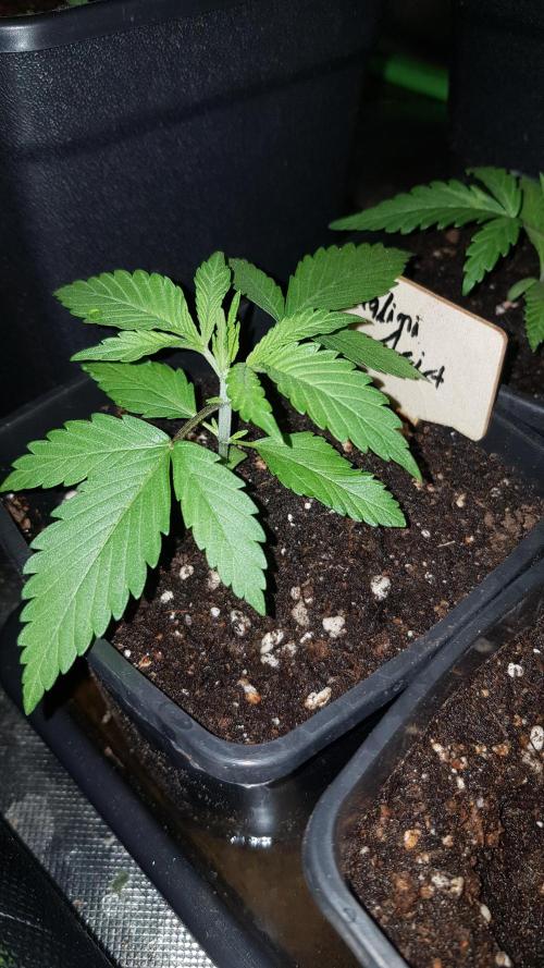 Expedition Asia. Week 2