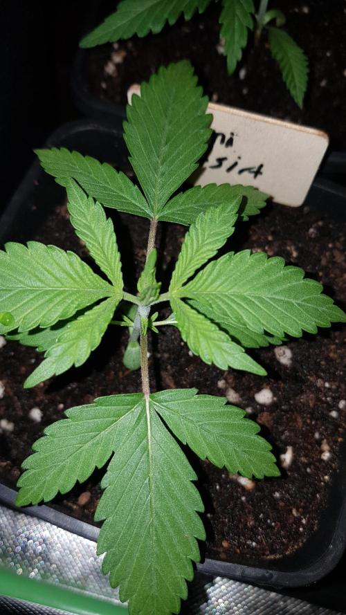 Expedition Asia. Week 2