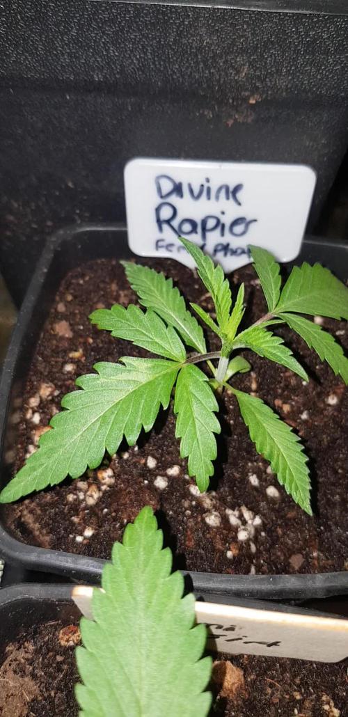 Ultimate Rapier Hunt