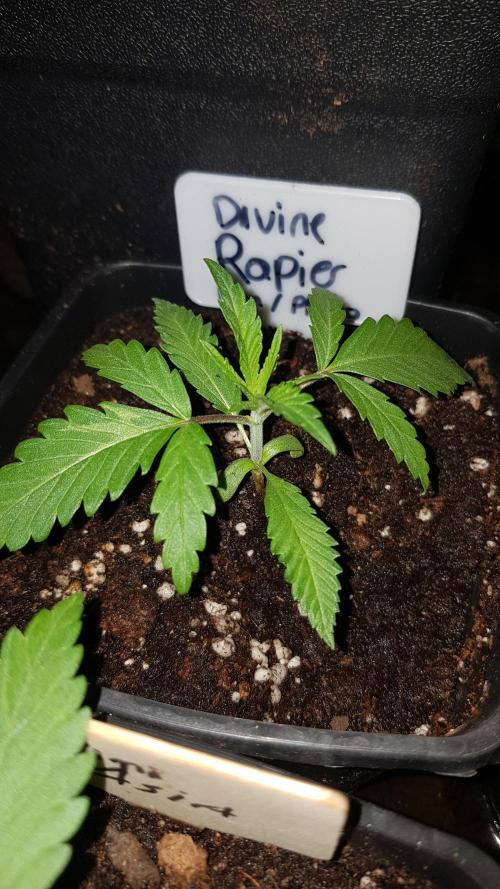 Ultimate Rapier Hunt. Week 2