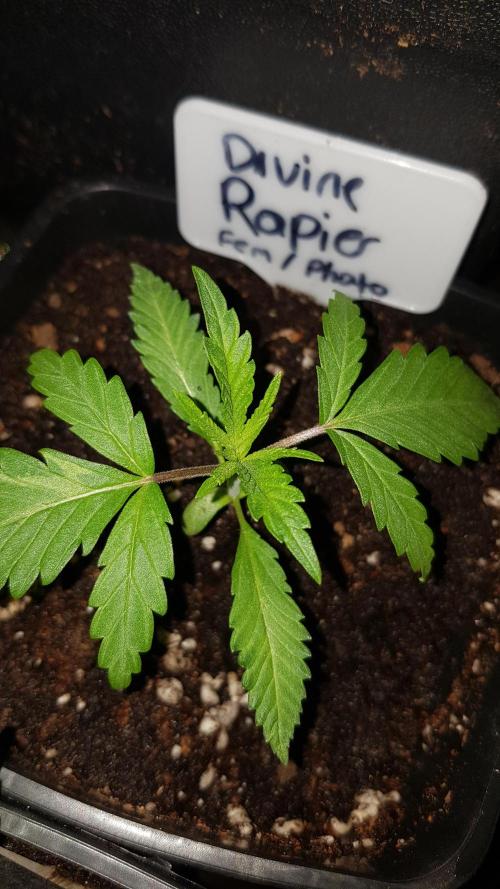 Ultimate Rapier Hunt. Week 2