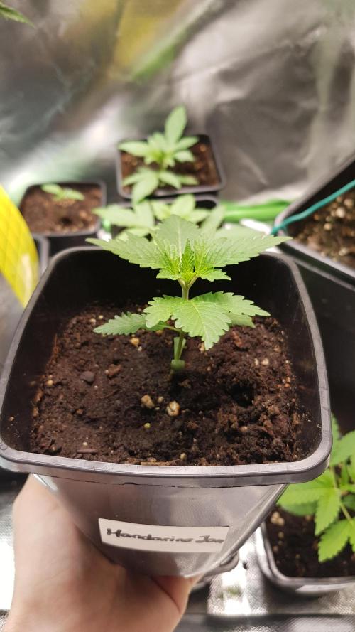 Fruity Dunk Shot. Week 2