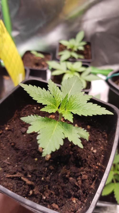 Fruity Dunk Shot. Week 2