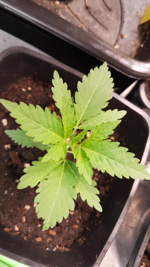 Fruity Dunk Shot. Week 2