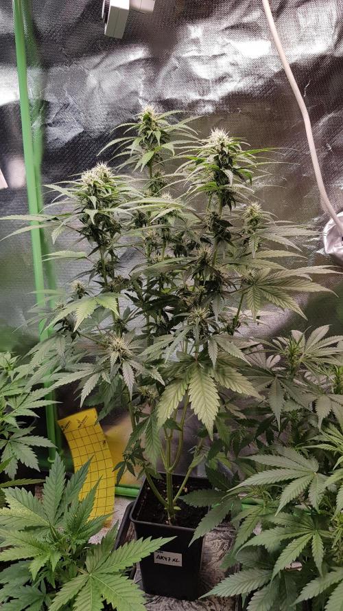 Kalashnikov hunt. Week 5