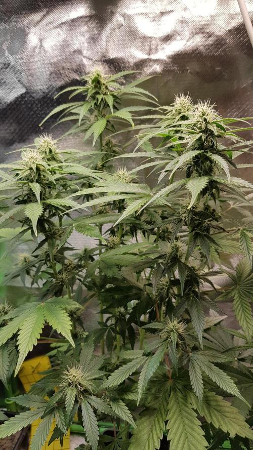 Kalashnikov hunt. Week 5