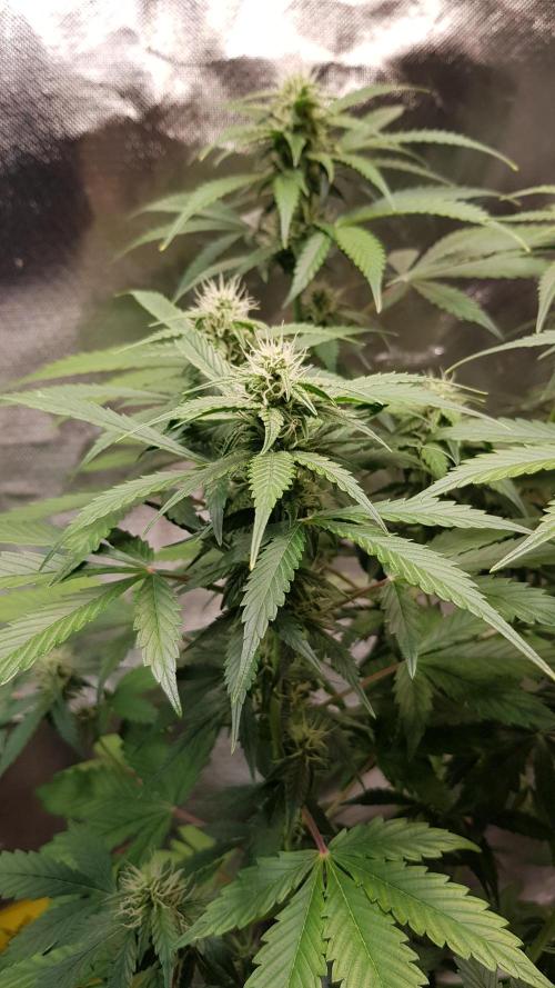 Kalashnikov hunt. Week 5