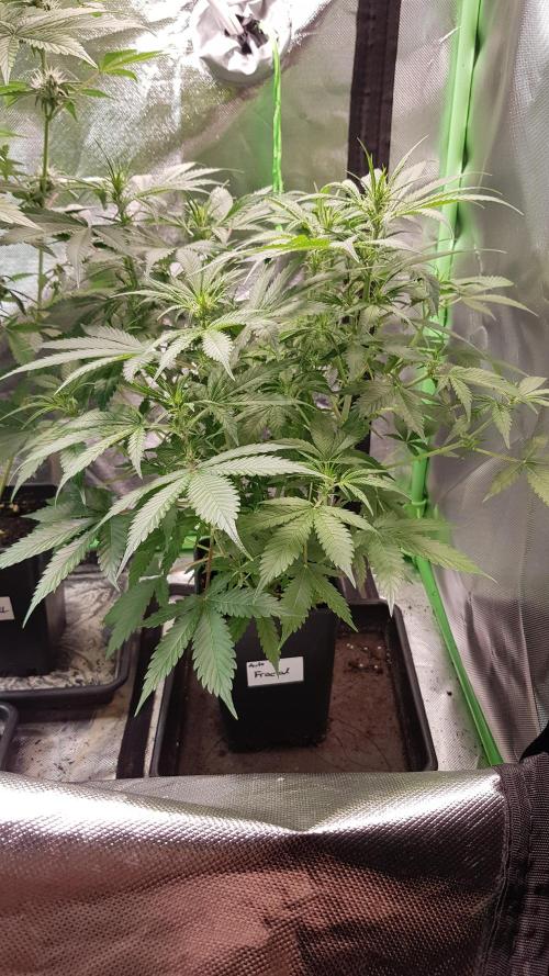 Fractal Dimension. Week 5