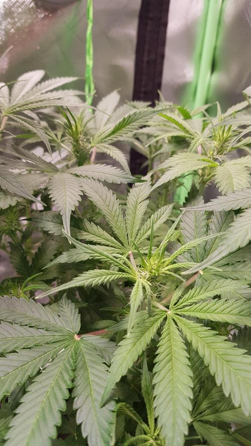 Fractal Dimension. Week 5