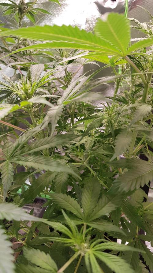 Fractal Dimension. Week 5