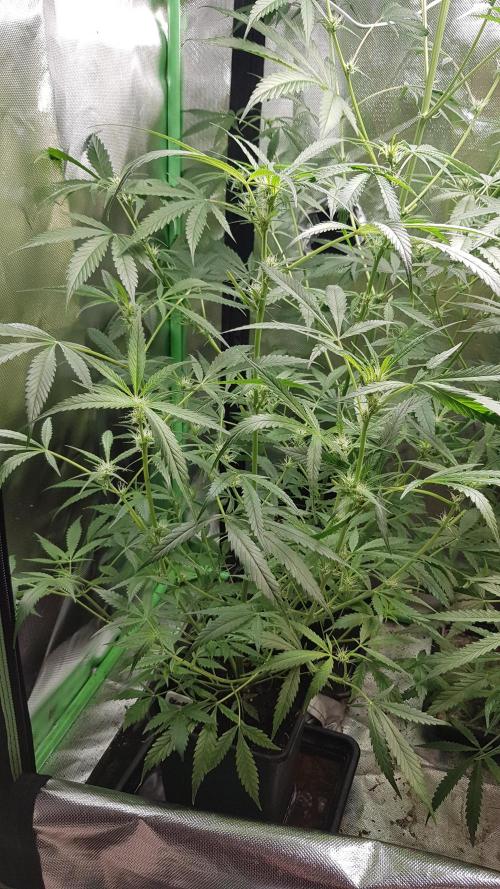 Opium goes Black #1. Week 5