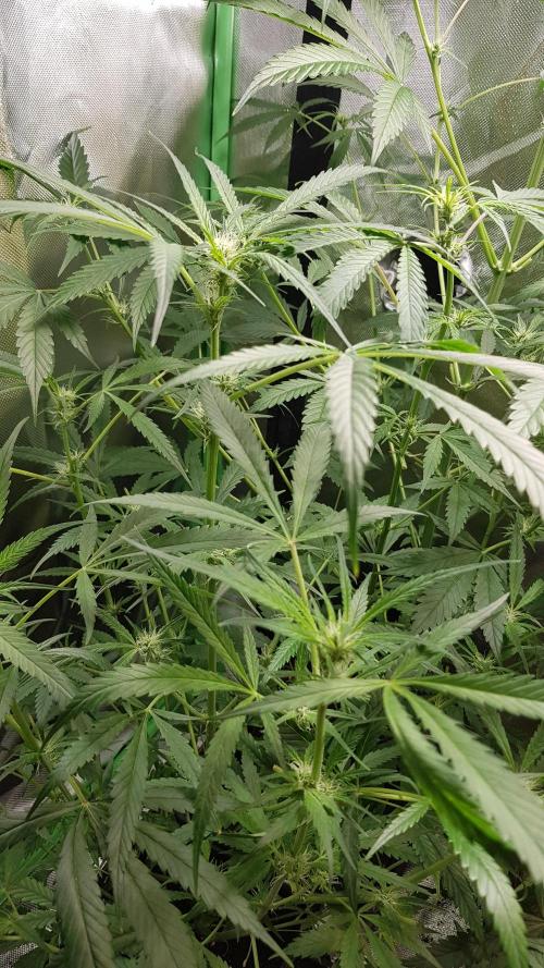 Opium goes Black #1. Week 5