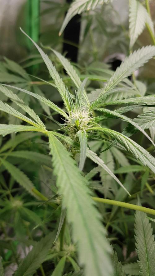 Opium goes Black #1. Week 5