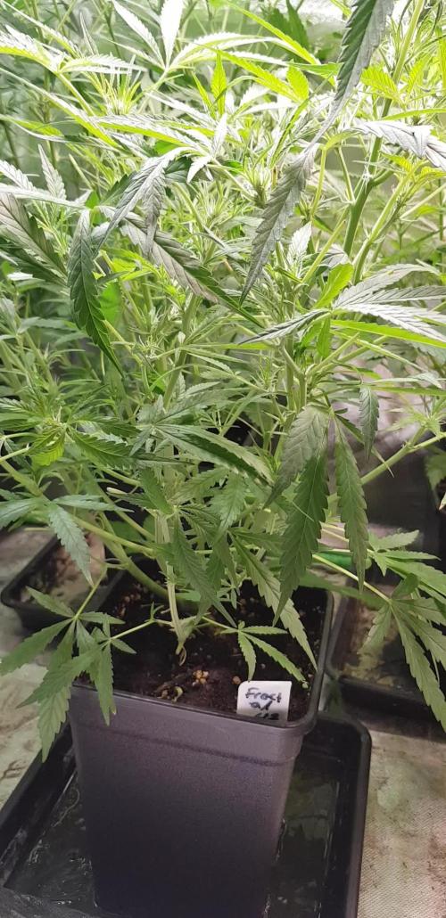 Fractal Collection #2