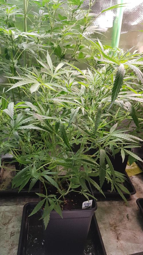 Fractal Collection #2. Week 5