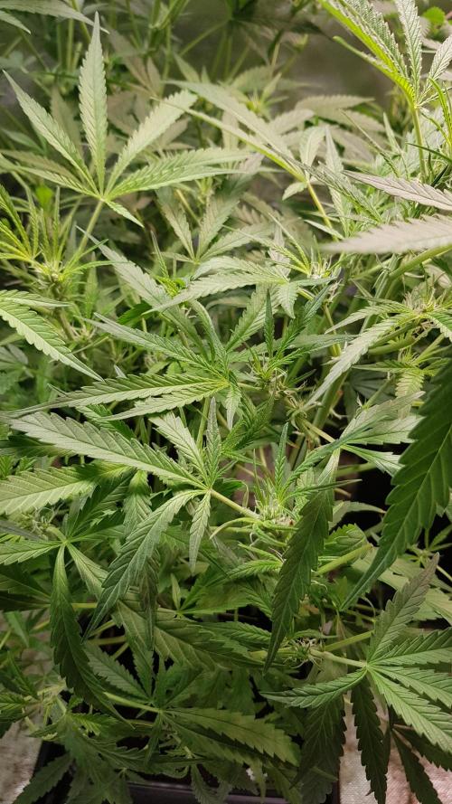 Fractal Collection #2. Week 5