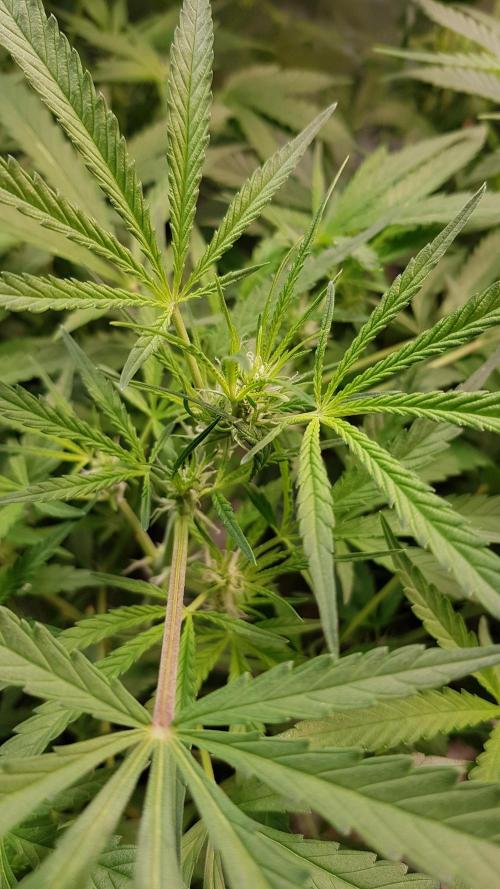 Fractal Collection #2. Week 5