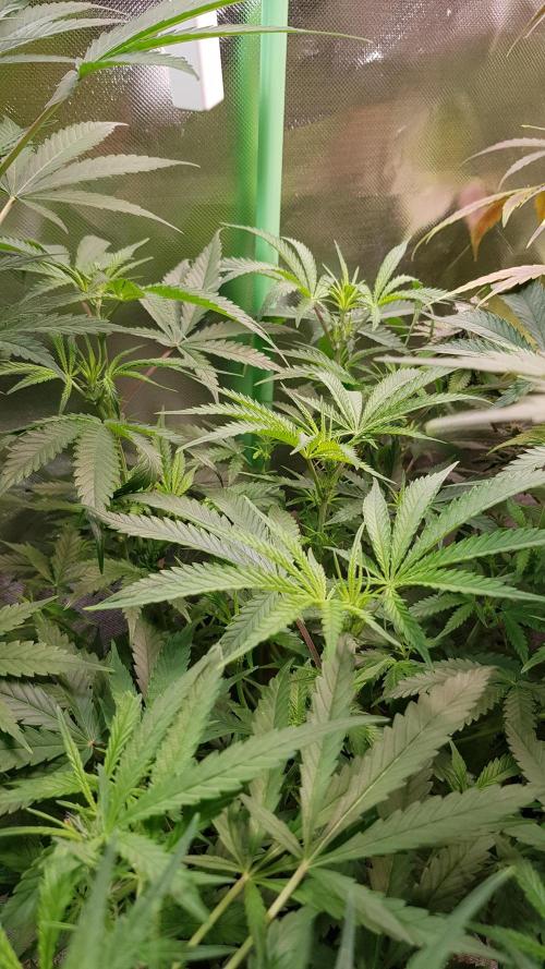 Opium goes Black #2. Week 5