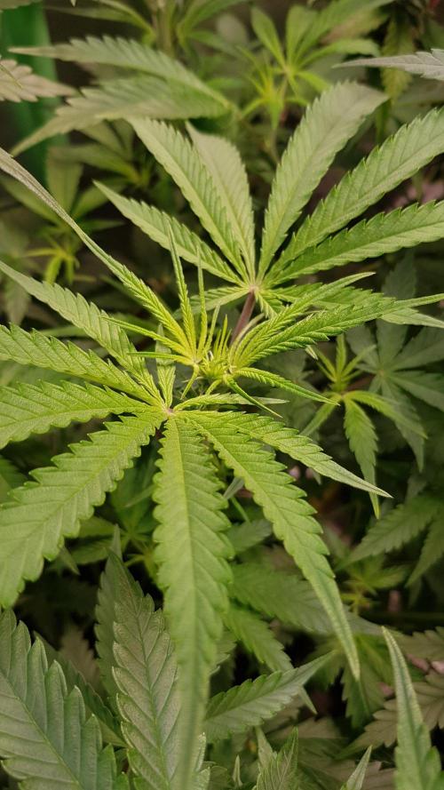 Opium goes Black #2. Week 5