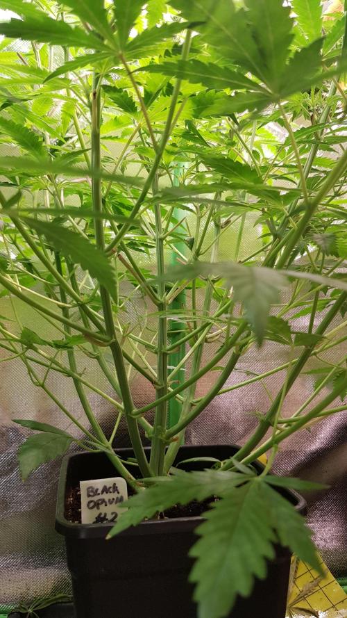 Opium goes Black #2. Week 5