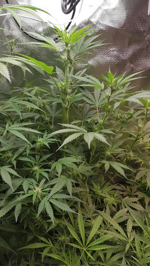 Widow Collection #2. Week 5