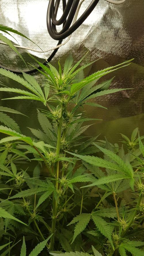 Widow Collection #2. Week 5