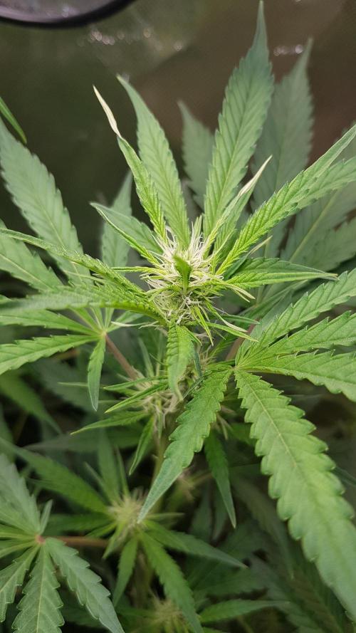 Widow Collection #2. Week 5