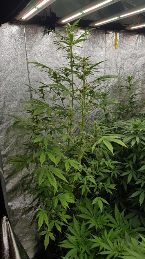 Crafting Ak47 #2. Week 5