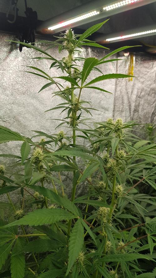 Crafting Ak47 #2. Week 5