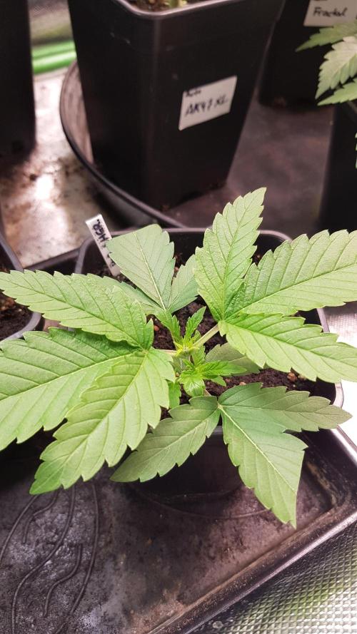 Sherbet with Paya. Week 3